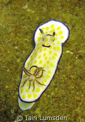 Nudibranc on the hull of the chrisouila K by Iain Lumsden 